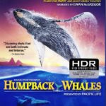 4K UHD/3D Blu-ray Review: HUMPBACK WHALES