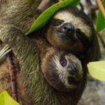 A mother pygmy three-toed sloth cradles her baby in her arms. It is around 6 months old and will stay with her a further 6 months before it leaves her.