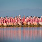 A chain of salt lakes, found at over 4000m high in the Andes, provide a safe refuge for flamingo colonies. They gather here to breed, first performing a peculiar parade dance. Whilst the exact rules of the dance remain a mystery to us, it somehow helps them select a mate.