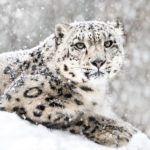 Frontal Portrait of Snow Leopard in Snow Storm (Panthera uncia) - Snow Animals _ Season 1, Episode 1 - Photo Credit: Abeselom Zerit/BBCA