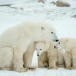 Polar she-bear with cubs. A Polar she-bear with two small bear cubs on the snow. The polar bear (Ursus maritimus) - Snow Animals _ Season 1, Episode 1 - Photo Credit: Sergey Uryadnikov/BBCA