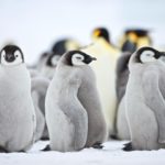Emperor Penguin (Aptenodytes forsteri), chick at Snow Hill Island, Weddel Sea, Antarctica - Snow Animals _ Season 1, Episode 1 - Photo Credit: Enrique Aguirre/BBCA