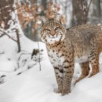 Portrait of Lynx rufus - Snow Animals _ Season 1, Episode 1 - Photo Credit: Josef Svoboda/BBCA