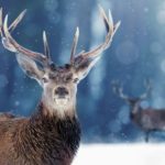 Proud Noble Deer male in winter snow forest. Winter christmas image - Snow Animals _ Season 1, Episode 1 - Photo Credit: Shutterstock/BBCA