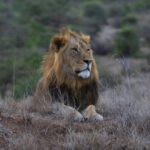 Cinematic Natural History Series CHASING THE RAINS Premieres on BBC America and AMC+ Timed to Earth Day Saturday, April 22