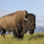 THE AMERICAS -- Pictured: American Bison -- (Photo by: Donald M. Jones/NBC)