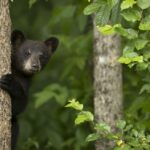 THE AMERICAS -- Pictured: Black bear cub. -- (Photo by: Danny Green/NBC)