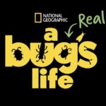 The Bugs Are Back! National Geographic Renews Disney+ Original Series A REAL BUG’S LIFE For Season Two