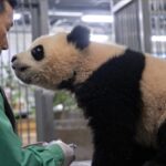 FuBao-Still1-1340x754