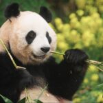 FuBao-Still2-1340x754